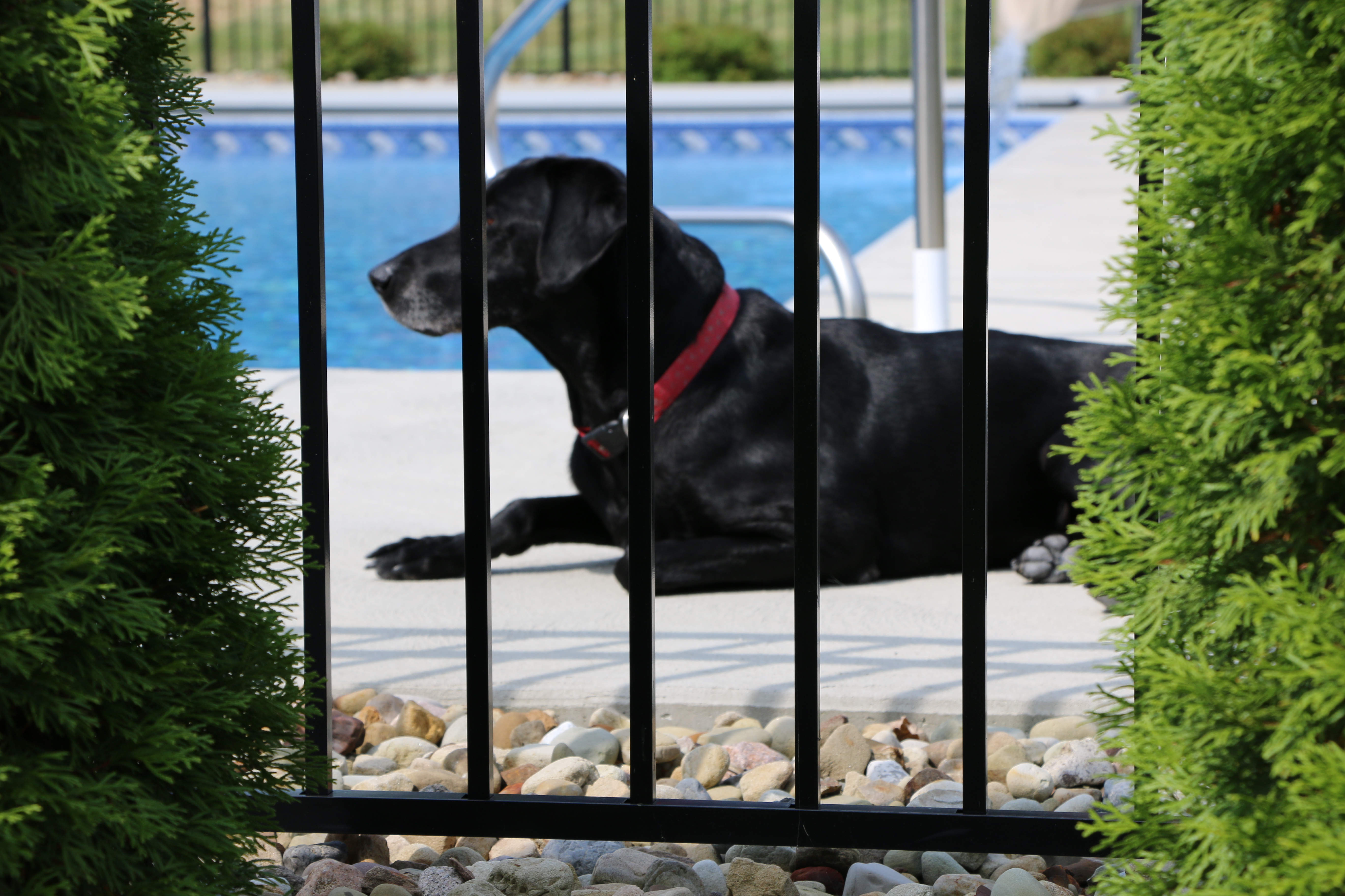 miller fence with dog 049